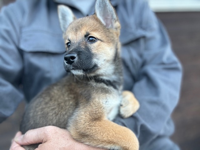 京都のドッグホテル